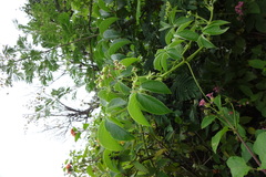 Cyphostemma auriculatum